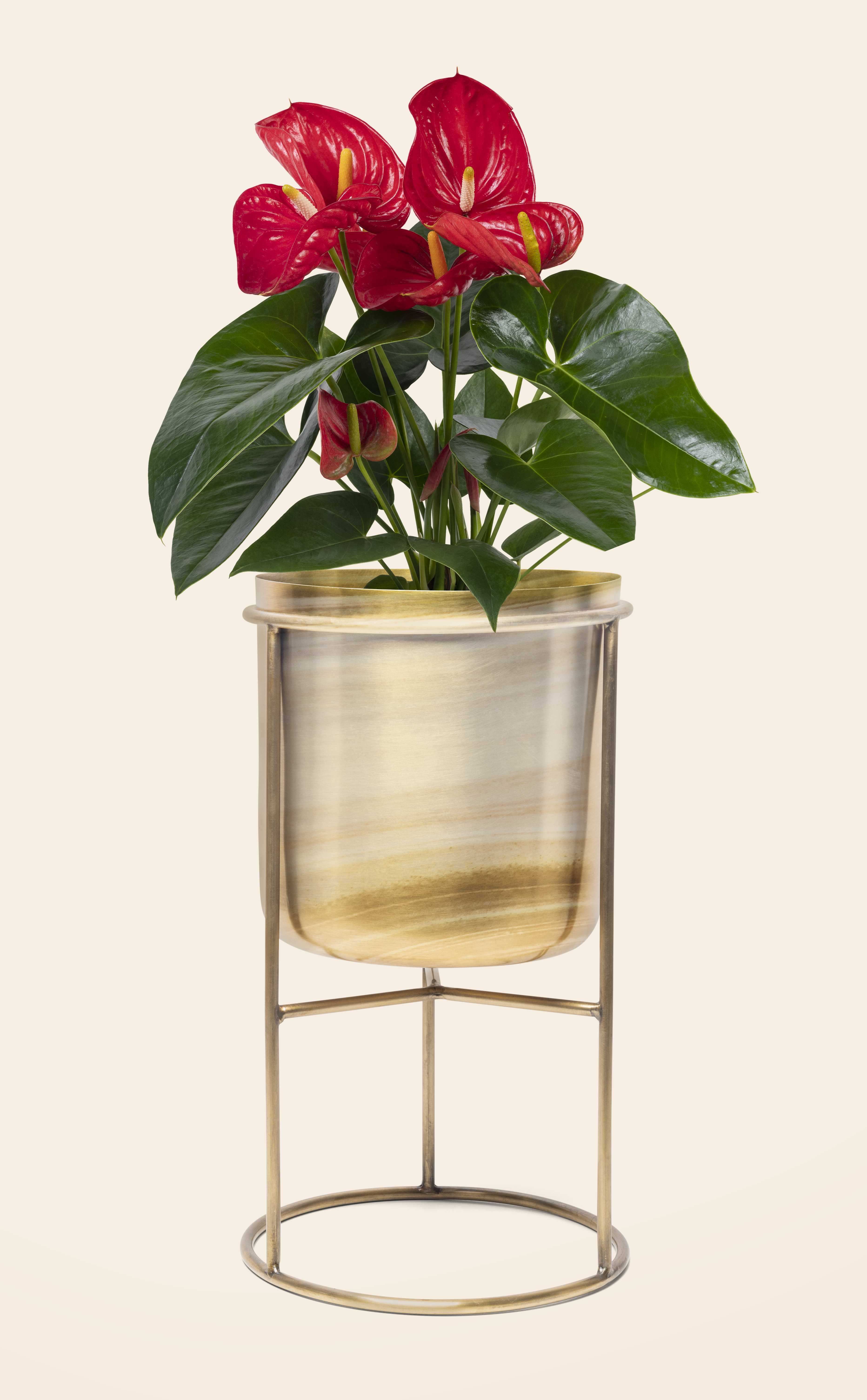Product 12